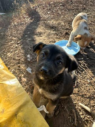 Щенок ищет дом