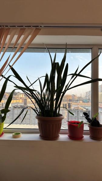 Продам комнатные цветы