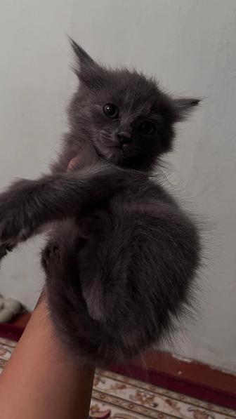 В добрые руки котята