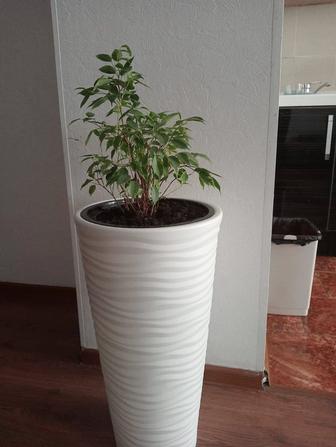 Продаётся цветок с горшком