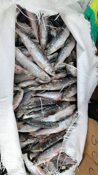 Продам свежий Ребус