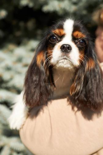 Кавалер Кинг Чарльз спаниель.