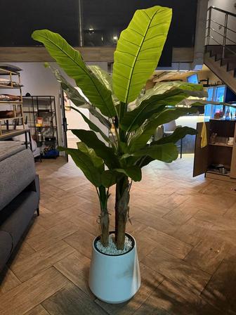 Декоративное растение