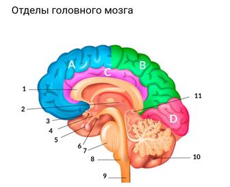 Детский нейропсихолог