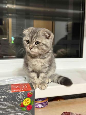 Отдам котенка шотландская порода