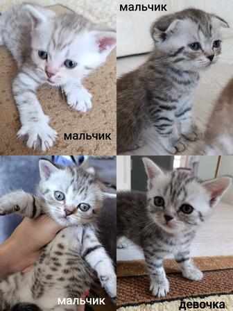 Продаются шотландские котята