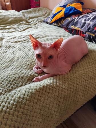 Отдам кота в добрые руки