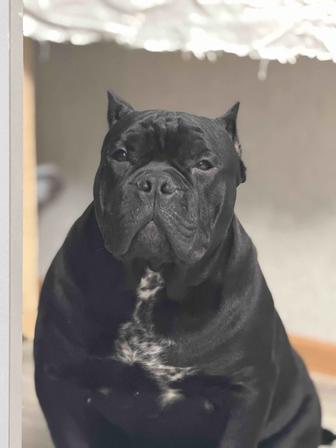 Американский булли щенок