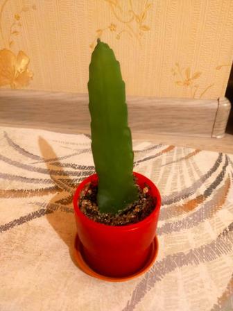 Продам эпифиллум