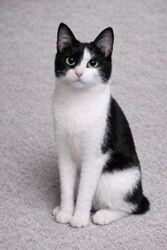 Котик ищет семью