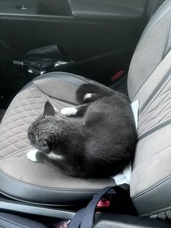 Кот в добрые и надежные руки