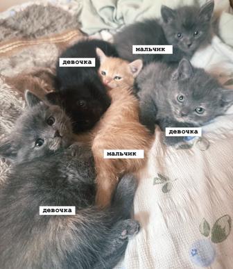 Котята ищут любящую семью.