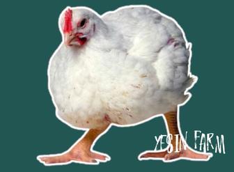 Арбор Айкресс инкубационные яйца бройлерные куры отличный вывод