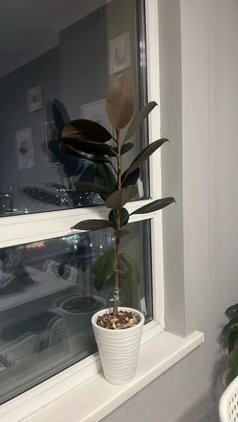 фикус комнатное растение