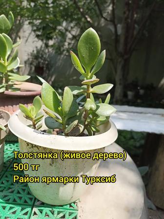 Толстянка (живое дерево)