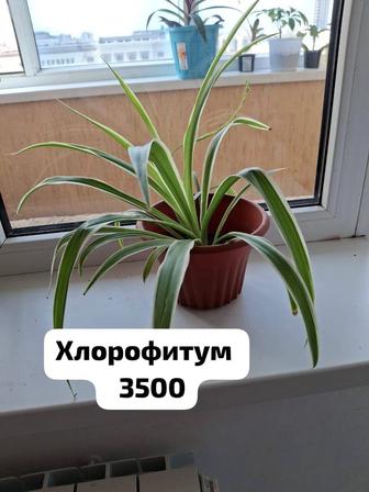 Цветы комнатные Хлорофитум