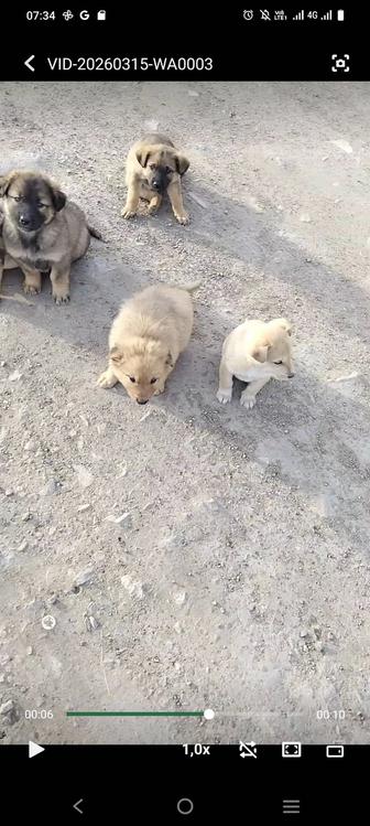 Щенки даром