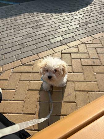 Мальтипу 4 мес.