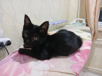 Отдам котенка в добрые руки