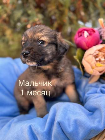 Щенок .небольшая собака