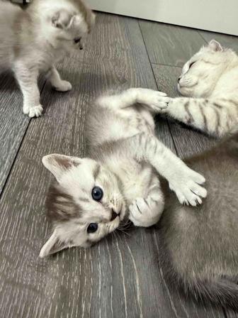 Шотландские котята