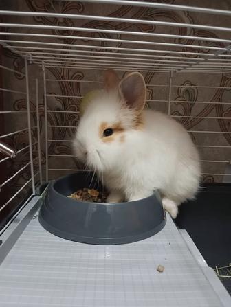 Львиноголовый кролик