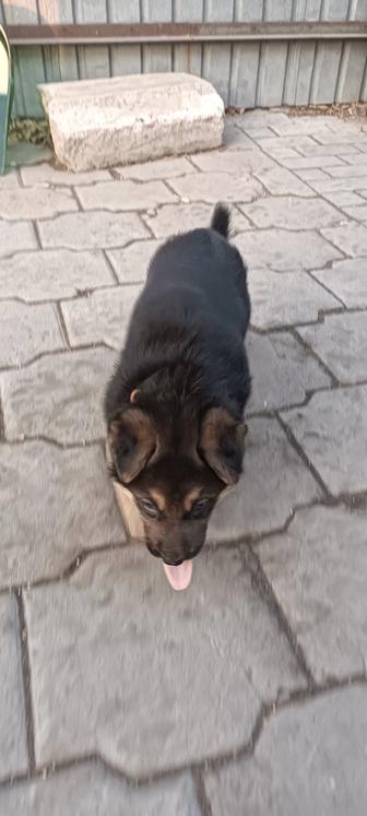 Продам щенков немецкой овчарки