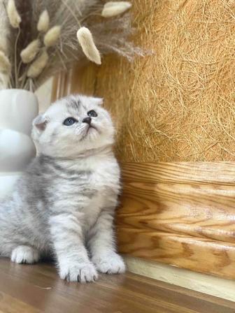 Котик скоттиш fold с документами