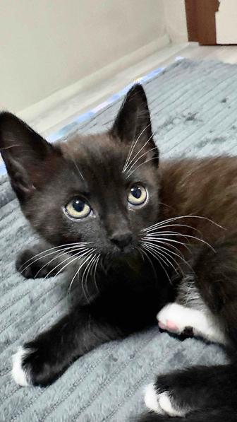 Отдам черного котенка бесплатно