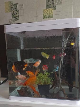 Большие рыбки продам общий