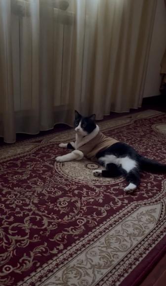 Отдам кошку