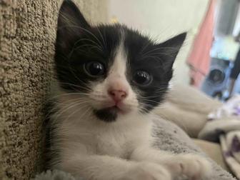 Отдадим котят