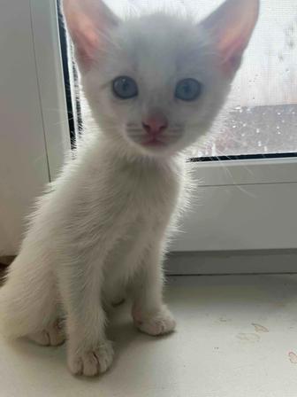 Отдадим котят