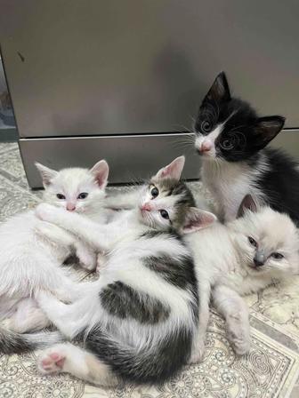 Отдадим котят