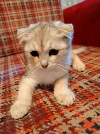 Отдам в добрые руки котят