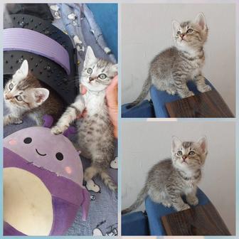 Котята Мальчик и девочка