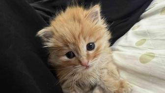 Отдам рыжего котенка в добрые руки. Возраст 1 месяц.