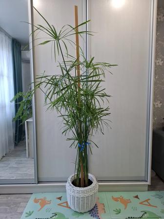 Продам комнатные растения