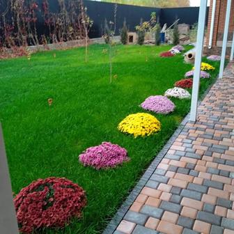 Автополив Газон Деревья