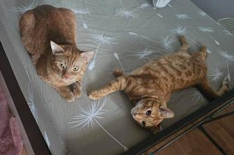 Отдам котов в добрые руки