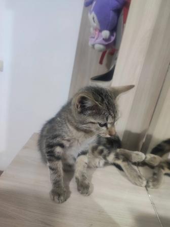 Отдам котенка