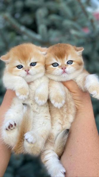 Продажа котят золото шиншилла дорого, эксклюзивно!