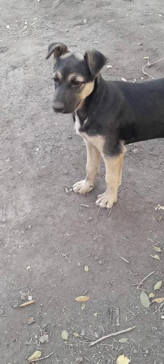 Замечательный щеночек