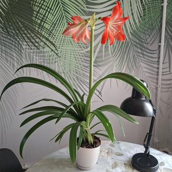 Комнатные цветы Гиппеаструм, Алоказия, Фикус Бенджамина, Традесканция и др.