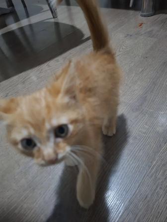 Котенка в хорошие руки