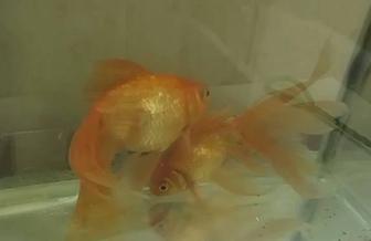 Золотая Рыбка большие