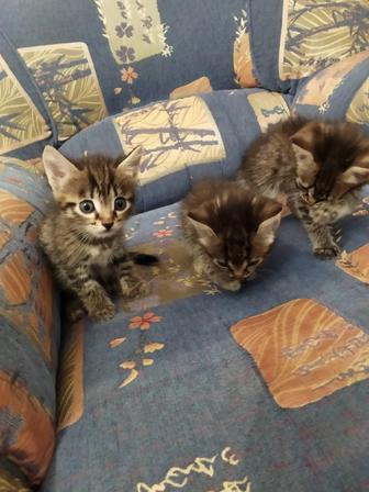Котята почти даром