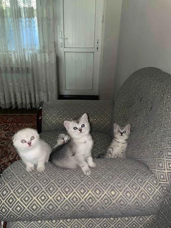 продам котят шотландцев вислоухих