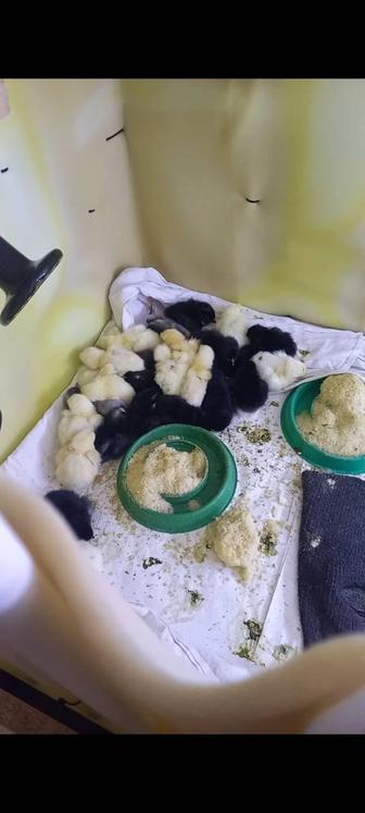 Продам птенцов черный австралорп и бресс гальская