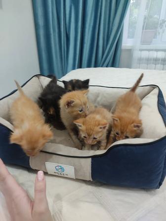 Отдам котят